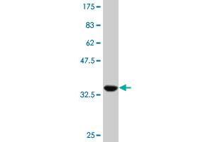 Western Blot detection against Immunogen (35. (HNF1B anticorps  (AA 29-118))