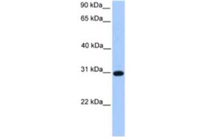 Western Blotting (WB) image for anti-Electron-Transfer-Flavoprotein, beta Polypeptide (ETFB) antibody (ABIN2463630) (ETFB anticorps)