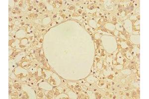 Immunohistochemistry of paraffin-embedded human adrenal gland tissue using ABIN7172318 at dilution of 1:100 (TRIAP1 anticorps  (AA 1-76))