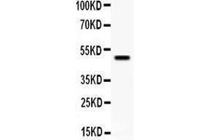 Anti- YBX1 antibody, Western blotting All lanes: Anti YBX1  at 0. (YBX1 anticorps  (Middle Region))