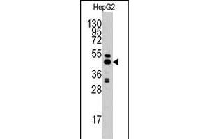 Western blot analysis of AHCY polyclonal antibody  in HepG2 cell line lysates (35 ug/lane).