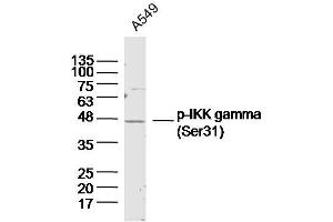 A549 lysates probed with IKK gamma (Ser31) Polyclonal Antibody, Unconjugated  at 1:300 dilution and 4˚C overnight incubation.