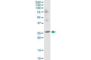 TFPI2 MaxPab rabbit polyclonal antibody.