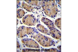 MESDC2 Antibody immunohistochemistry analysis in formalin fixed and paraffin embedded human stomach tissue followed by peroxidase conjugation of the secondary antibody and DAB staining. (MESDC2 anticorps  (C-Term))