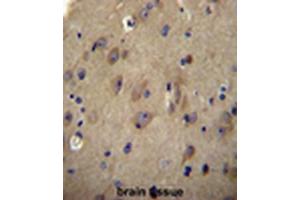 CNRP1 Antibody (Center) immunohistochemistry analysis in formalin fixed and paraffin embedded human brain tissue followed by peroxidase conjugation of the secondary antibody and DAB staining. (Cnrip1 anticorps  (Middle Region))