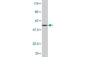 Western Blot detection against Immunogen (52.