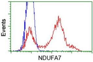 HEK293T cells transfected with either RC200534 overexpress plasmid (Red) or empty vector control plasmid (Blue) were immunostained by anti-NDUFA7 antibody (ABIN2454442), and then analyzed by flow cytometry. (NDUFA7 anticorps)