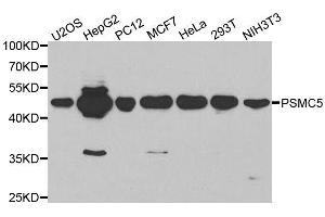 Western blot analysis of extracts of various cell lines, using PSMC5 antibody. (PSMC5 anticorps  (AA 127-406))