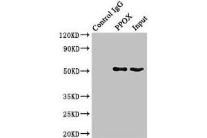 Immunoprecipitating PPOX in HepG2 whole cell lysate Lane 1: Rabbit control IgG (1 μg) instead of ABIN7166589 in HepG2 whole cell lysate. (PPOX anticorps  (AA 1-477))