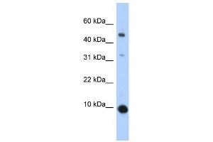 CCL2 antibody (70R-10505) used at 0. (CCL2 anticorps  (Middle Region))