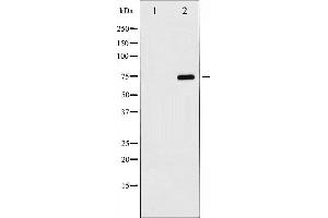 Western blot analysis of Lamin B expression in COLO cells,The lane on the left is treated with the antigen-specific peptide. (Lamin B anticorps)