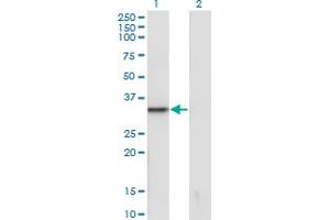 Western Blot analysis of SNAI1 expression in transfected 293T cell line by SNAI1 monoclonal antibody (M41), clone 1A5.
