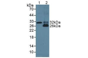 Figure. (TNF Like Ligand 1A (AA 67-251) anticorps)