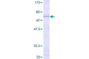 Image no. 1 for Jun B Proto-Oncogene (JUNB) (AA 1-347) protein (GST tag) (ABIN7540247)