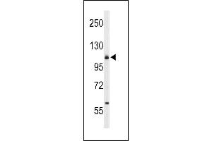Western blot analysis of CD49f Antibody (C-term) (ABIN653202 and ABIN2842747) in 293 cell line lysates (35 μg/lane). (ITGA6 anticorps  (C-Term))
