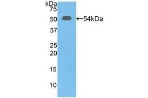 Detection of Recombinant SLC3A2, Mouse using Polyclonal Antibody to Solute Carrier Family 3, Member 2 (SLC3A2) (SLC3A2 anticorps  (AA 285-521))