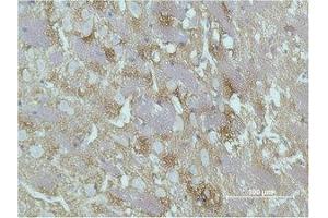 Immunohistochemical analysis of paraffin-embedded Rat Brain Tissue using GAP-43 Monoclonal Antibody.