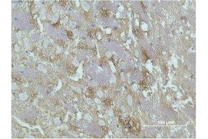 Immunohistochemical analysis of paraffin-embedded Rat Brain Tissue using GAP-43 Monoclonal Antibody. (GAP43 anticorps)