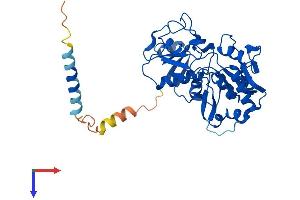 AlphaFold protein structure predicition of Mouse Recombinant Fut9 Protein, UniprotID O88819