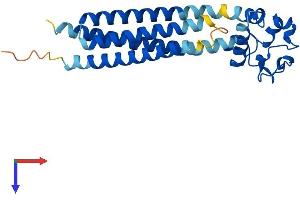 AlphaFold protein structure predicition of Human Recombinant CD151 Protein, UniprotID P48509