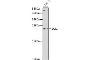 Western blot analysis of extracts of THP-1 cells, using S antibody (ABIN6130330, ABIN6147394, ABIN6147395 and ABIN6219585) at 1:500 dilution. (SAT1 anticorps  (AA 1-171))