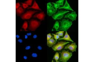 ABIN7094968 and ABIN7099024 staining  cells by IF/ICC. (IL17D anticorps)