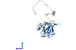 AlphaFold protein structure predicition of Human Recombinant BRIX1 Protein, UniprotID Q8TDN6