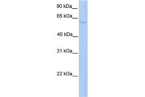 WB Suggested Anti-PWP1 Antibody Titration:  0. (PWP1 anticorps  (C-Term))