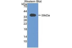 Detection of Recombinant KNT1, Rat using Polyclonal Antibody to T-Kininogen 1 (KNT1) (T-Kininogen 1 (KNT1) (AA 367-430) anticorps)