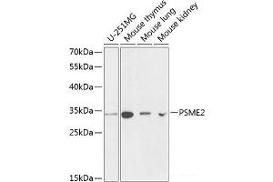 Western blot analysis of extracts of various cell lines using PSME2 Polyclonal Antibody at dilution of 1:1000. (PSME2 anticorps)