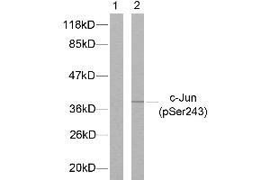 Western blot analysis of extracts from HeLa cells treated with UV, using c-Jun (phospho-Ser243) antibody. (C-JUN anticorps  (pSer243))