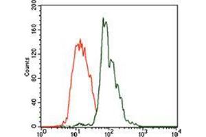 Flow cytometric analysis of HEK293 cells using CBX8 mouse mAb (green) and negative control (red).
