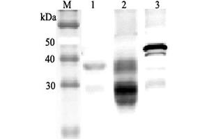 Western blot analysis using anti-Clusterin (mouse), pAb  at 1:2'000 dilution. (Clusterin anticorps)