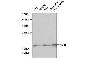 Western blot analysis of extracts of various cell lines using MCEE Polyclonal Antibody at dilution of 1:1000. (MCEE anticorps)