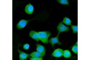 IF analysis of MEK3 using anti-MEK3 antibody (ABIN3043874). (MAP2K3 anticorps  (C-Term))