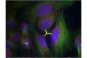 Immunofluorescence staining of methanol-fixed Hela cells using Histone H3. (HIST1H3A anticorps  (pSer10))
