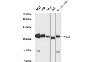 Western blot analysis of extracts of various cell lines, using HELQ antibody (ABIN6127767, ABIN6141709, ABIN6141710 and ABIN6216384) at 1:3000 dilution. (HEL308 anticorps  (AA 1-270))