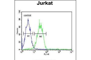 Flow cytometric analysis of Jurkat cells (right histogram) compared to a negative control cell (left histogram). (ARGLU1 anticorps  (N-Term))
