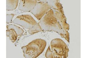 ABIN6266628 at 1/100 staining Mouse muscle tissue by IHC-P. (RASH/RASK/RASN anticorps)