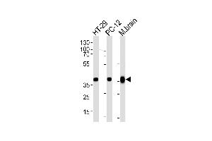 Western blot analysis of lysates from HT-29, PC-12 cell line and mouse brain tissue lysate (from left to right), using P1CB Antibody (C-term) (ABIN657795 and ABIN2846768).
