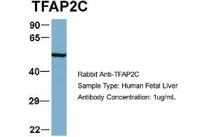 Host:  Rabbit  Target Name:  TFAP2C  Sample Type:  Human Fetal Liver  Antibody Dilution:  1. (TFAP2C anticorps  (N-Term))
