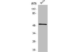 Western Blot analysis of HeLa cells using RSAD1 Polyclonal Antibody (RSAD1 anticorps  (Internal Region))