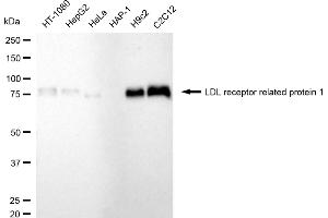 Western blotting analysis using LDL receptor related protein 1 antibody (ABIN7799282). (Recombinant LRP1 anticorps)