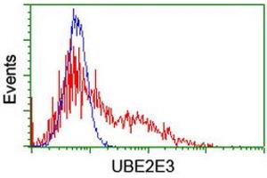 Image no. 2 for anti-Ubiquitin-Conjugating Enzyme E2E 3 (UBE2E3) antibody (ABIN1501623) (UBE2E3 anticorps)