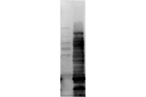 Western Blot of Rabbit anti-HCP antibody.