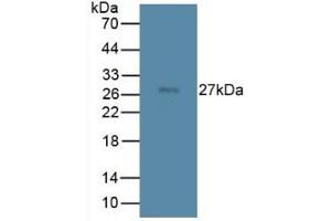 Mouse Capture antibody from the kit in WB with Positive Control: Mouse testis lysate. (TMEM27 Kit ELISA)