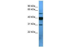 OR2T1 antibody used at 0. (OR2T1 anticorps  (C-Term))