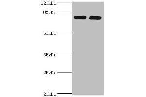Western blot All lanes: Glutamine--tRNA ligase antibody at 2 μg/mL Lane 1: PC-3 whole cell lysate Lane 2: Hela whole cell lysate Secondary Goat polyclonal to rabbit IgG at 1/10000 dilution Predicted band size: 88, 87 kDa Observed band size: 88 kDa (QARS anticorps  (AA 1-250))