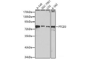 Western blot analysis of extracts of various cell lines using PTCD3 Polyclonal Antibody at dilution of 1:1000. (PTCD3 anticorps)