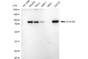 Western blotting analysis using STAT5A antibody (ABIN7800347). (Recombinant STAT5A anticorps)